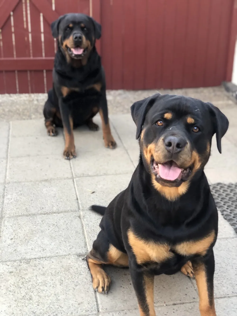 Håslövs Hundpensionat AB - Skåne pet otel