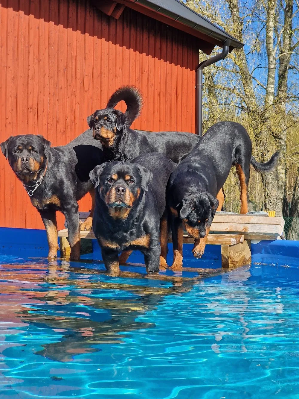 Kämparglöds Hundcenter AB - Skåne pet otel