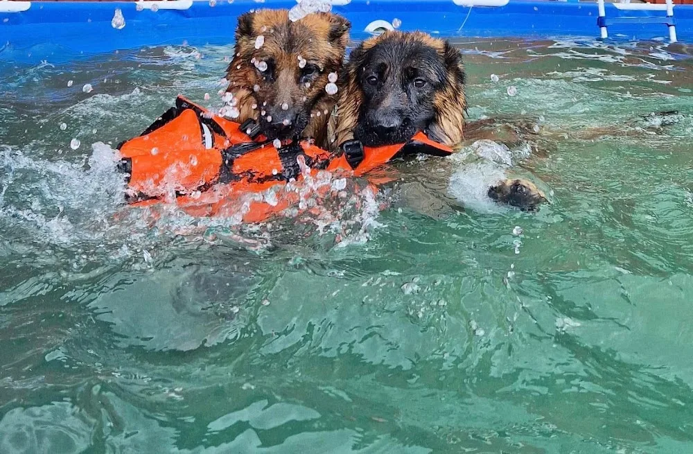 Kämparglöds Hundcenter AB - Skåne pet otel görseli 3