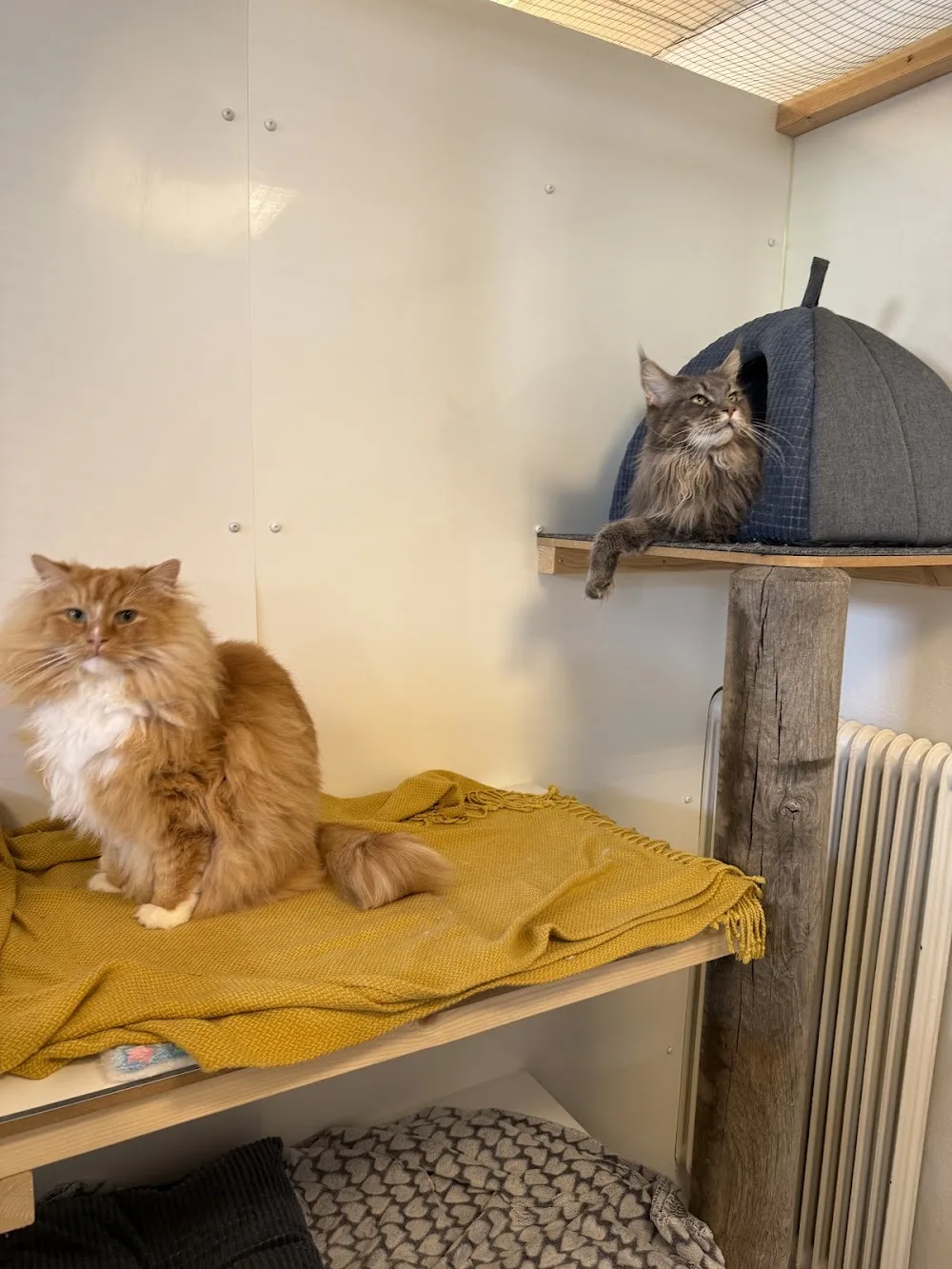 Katt-Hotell.com - Skåne pet otel