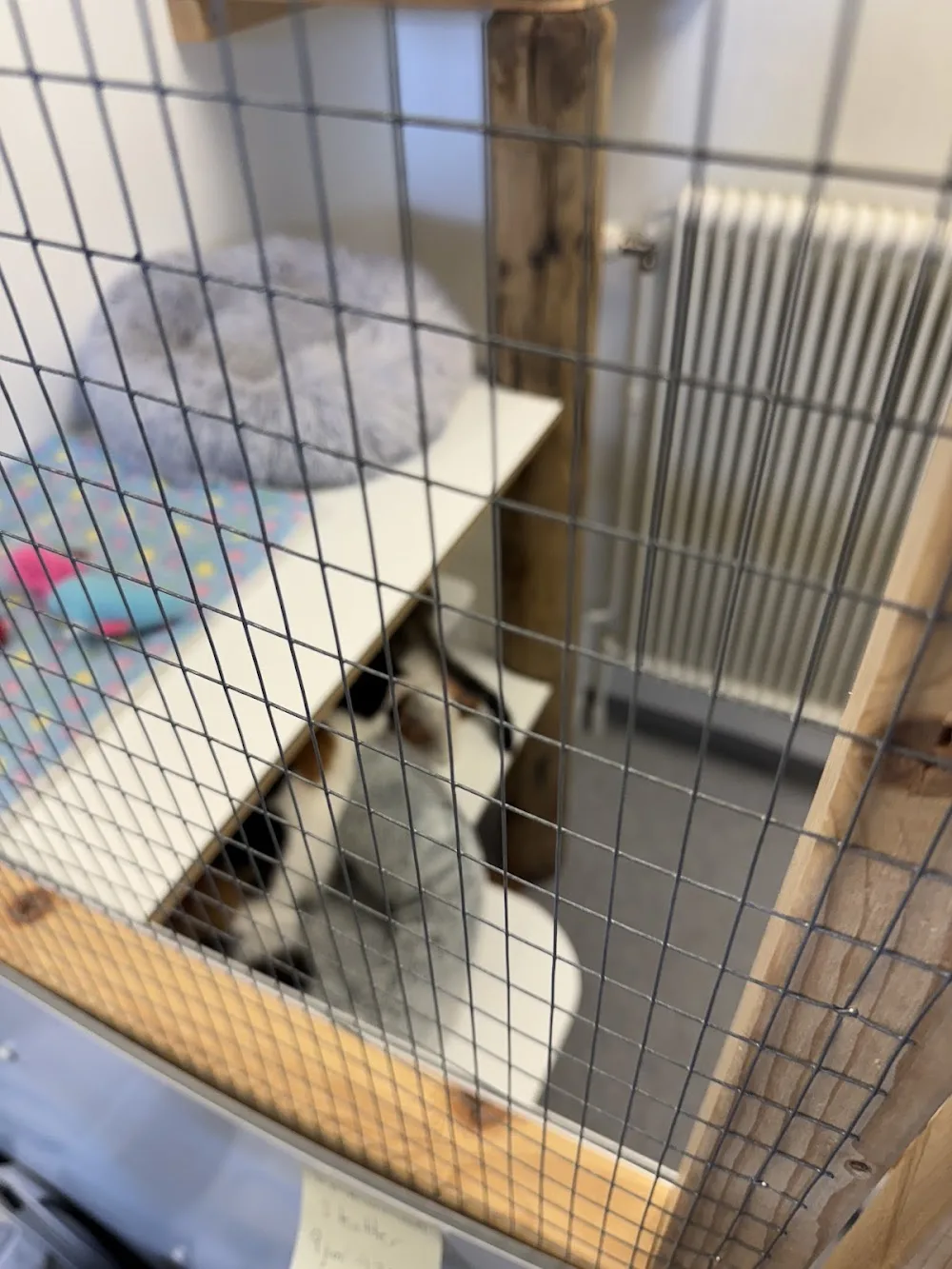 Katt-Hotell.com - Skåne pet otel görseli 3