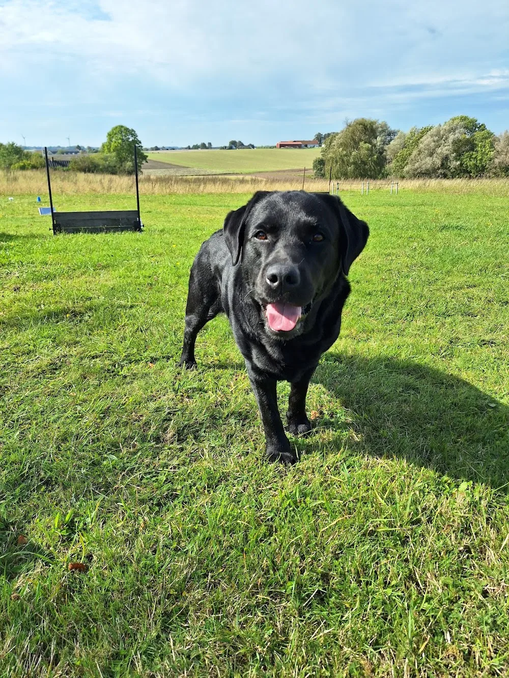 Kylestorp Hundpensionat - Skåne pet otel görseli 3