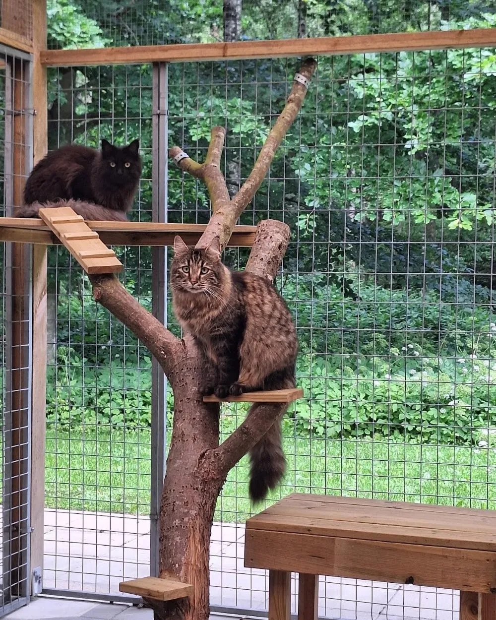 Lilla Katthotellet - Kattpensionat Skåne - Skåne pet otel