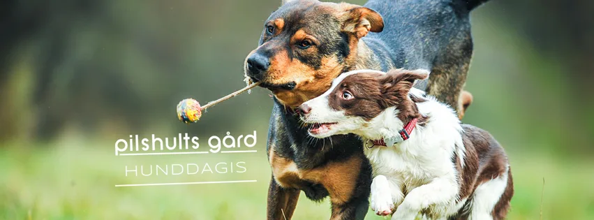 Pilshults Gård Hunddagis & Hundpensionat - Skåne pet otel
