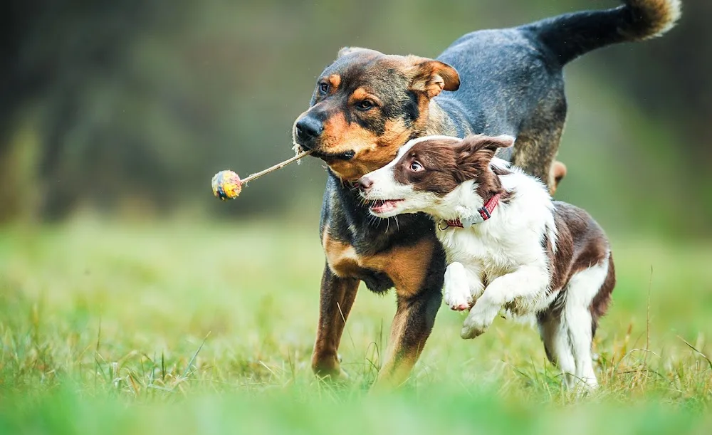 Pilshults Gård Hunddagis & Hundpensionat - Skåne pet otel görseli 3