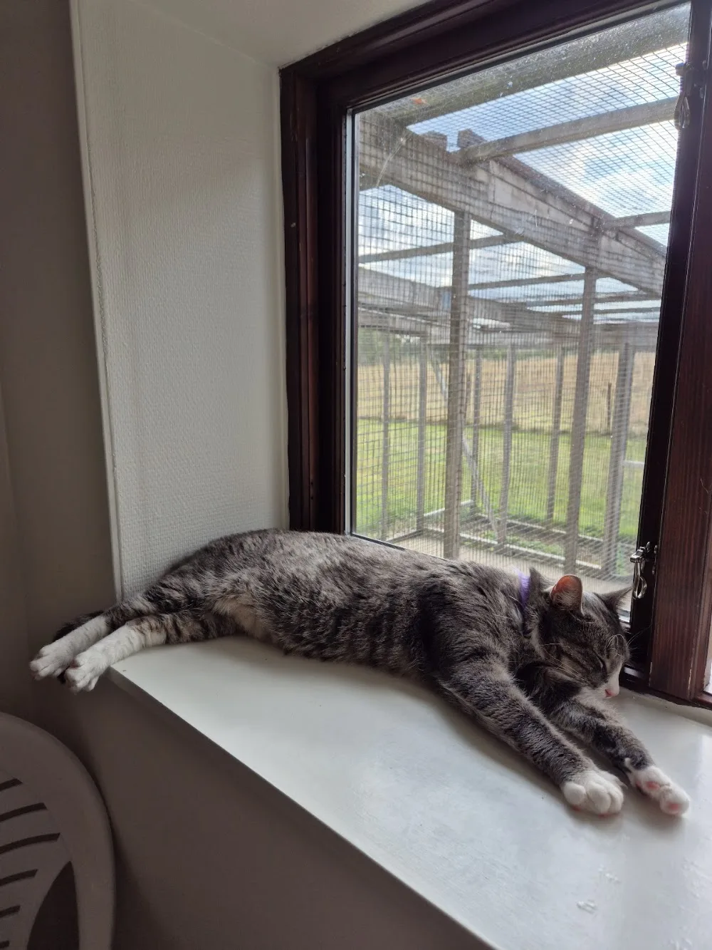 Ringsjöns Katthotell - Skåne pet otel görseli 3