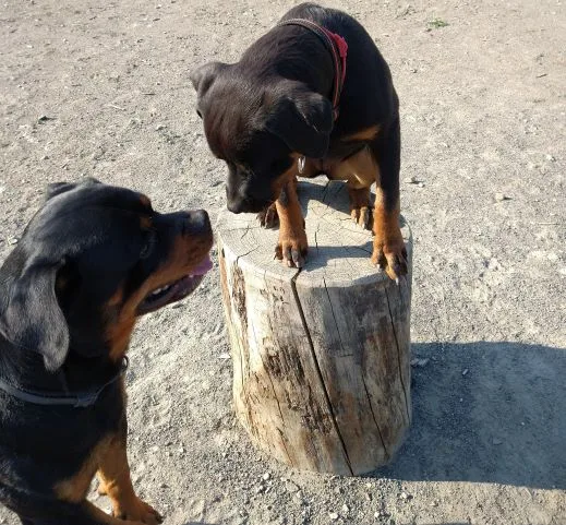 RottiPowah Rottweiler Kennel - Skåne pet otel