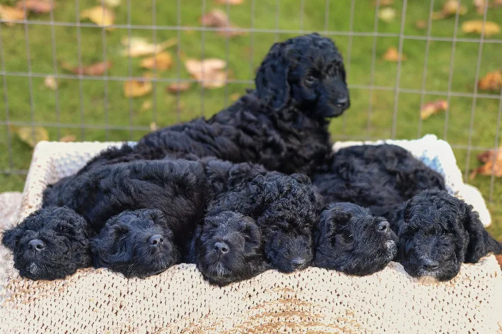 Skogsuddens Kennel - Skåne pet otel görseli 3