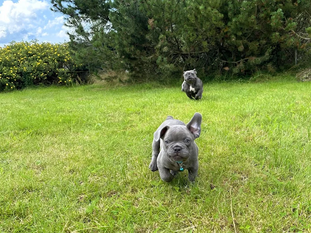 SWE French Friend Kennel - Skåne pet otel görseli 3