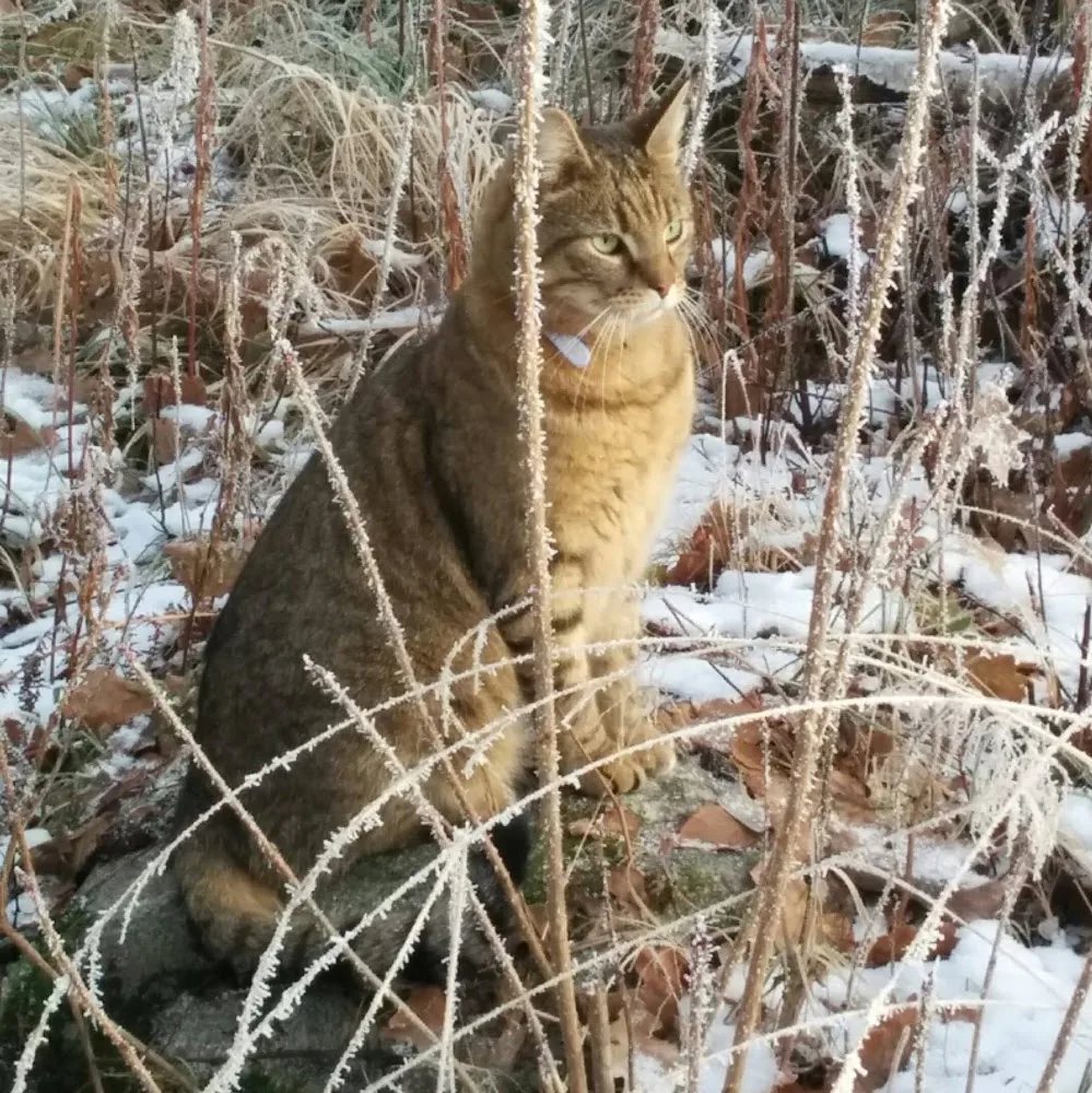 Tigerns katthotell - Skåne pet otel görseli 5