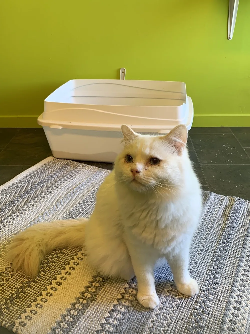 Tinas Katthotell - Skåne pet otel görseli 3