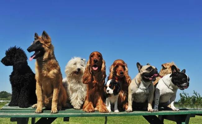 Tygelsjö Hundpensionat - Skåne pet otel görseli 2