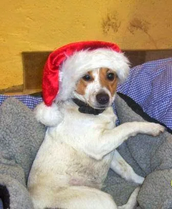 Tygelsjö Hundpensionat - Skåne pet otel görseli 3