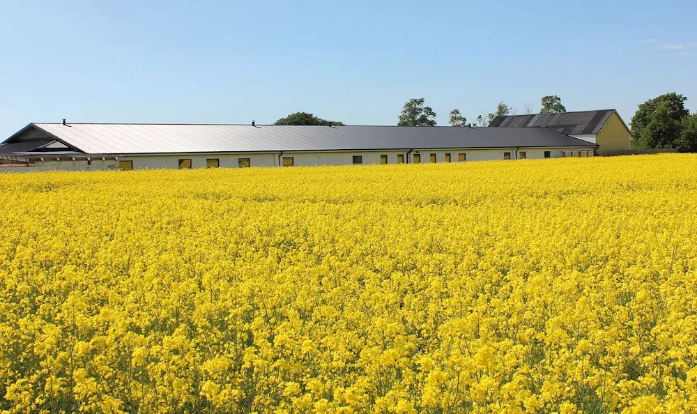 Vännernas Katthotell - Skåne pet otel