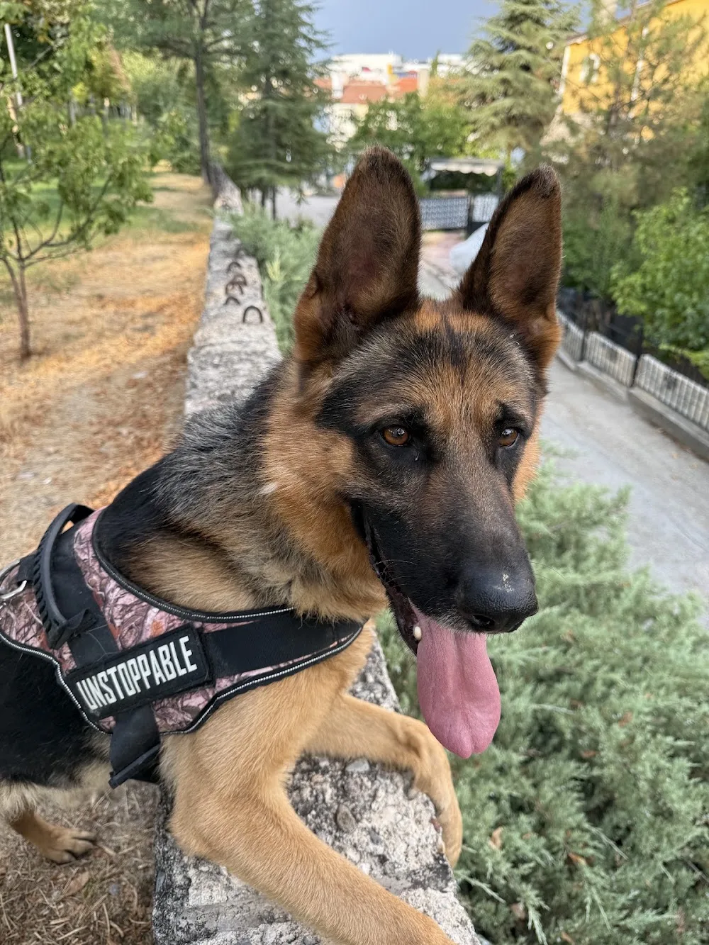 SKY K9 Köpek Eğitim Merkezi Köpek Oteli - Ankara pet otel görseli 2