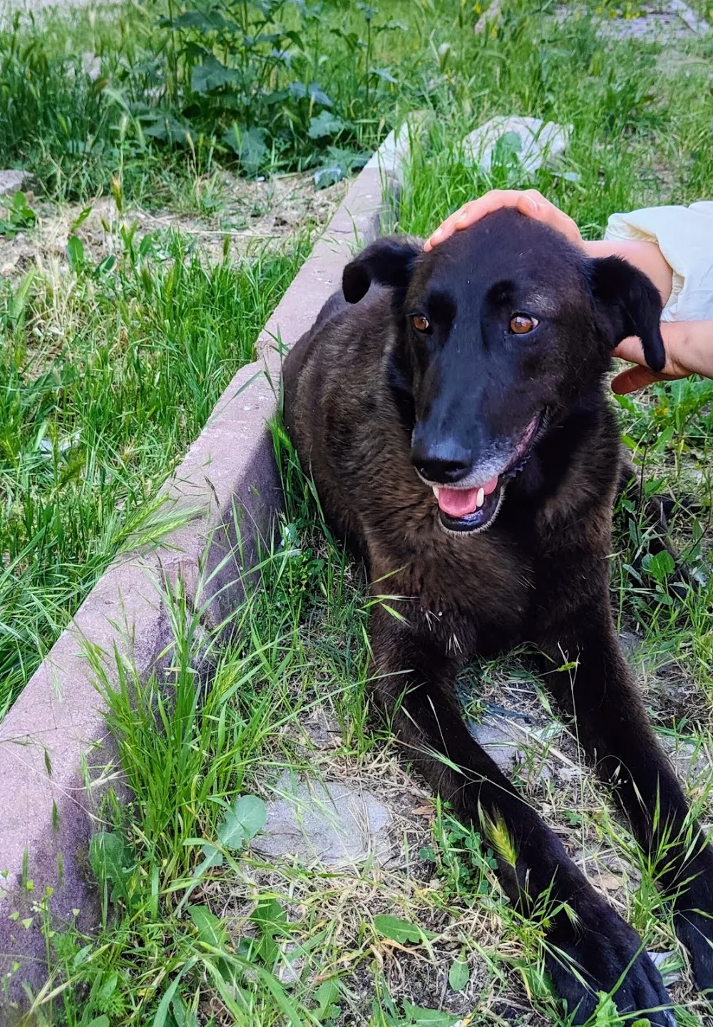 SKY K9 Köpek Eğitim Merkezi Köpek Oteli - Ankara pet otel görseli 3