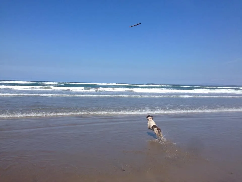 Maura's Dog Minding, Sligo - Sligo pet otel