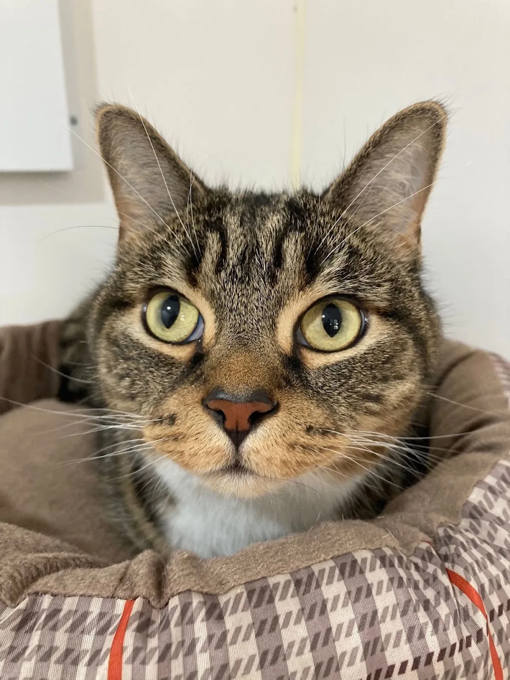 Ashview Cattery - Slough pet otel görseli 3
