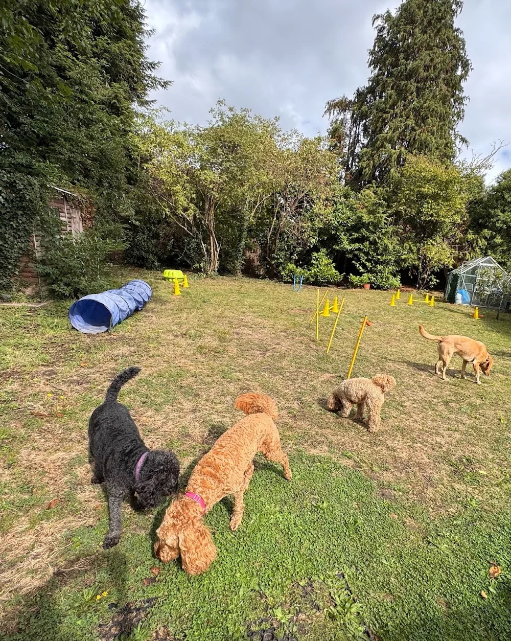Gwen's Canine Club - Slough pet otel