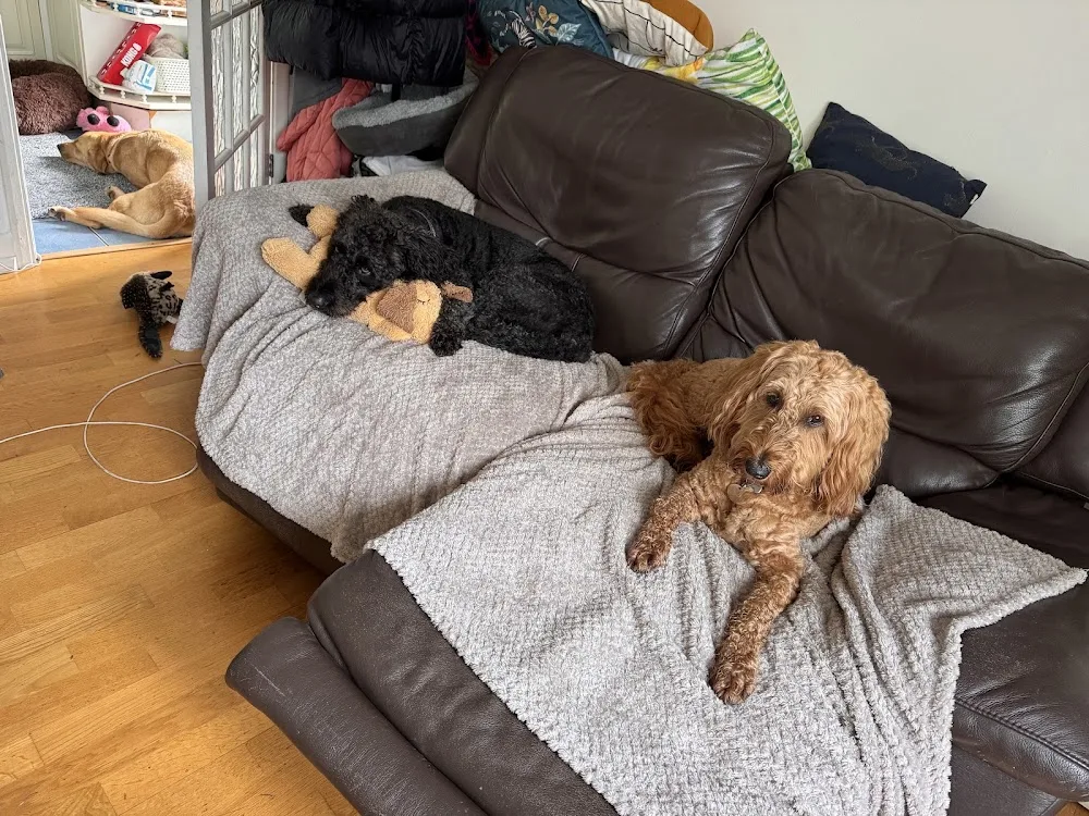 Gwen's Canine Club - Slough pet otel görseli 3