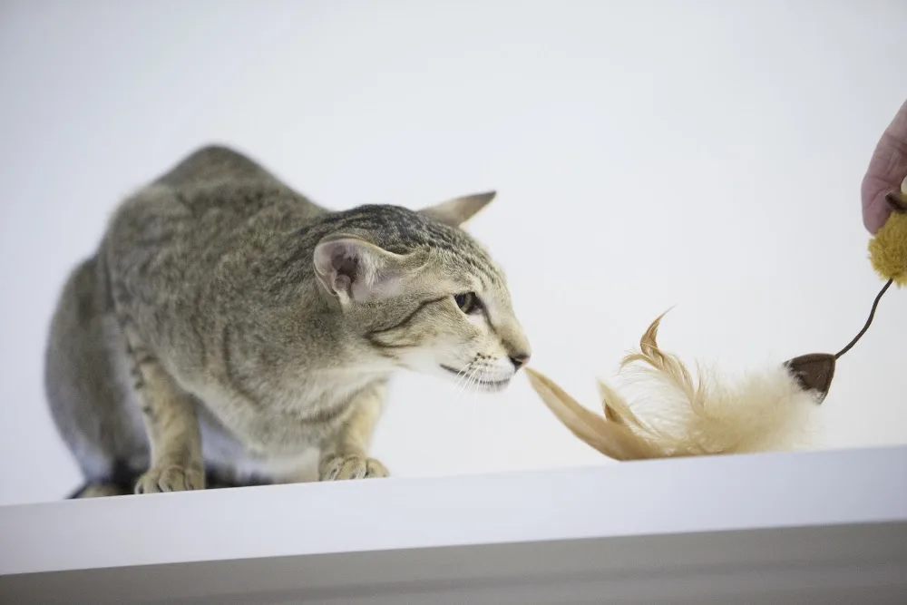 Lily's Luxury Retreat - Slough pet otel