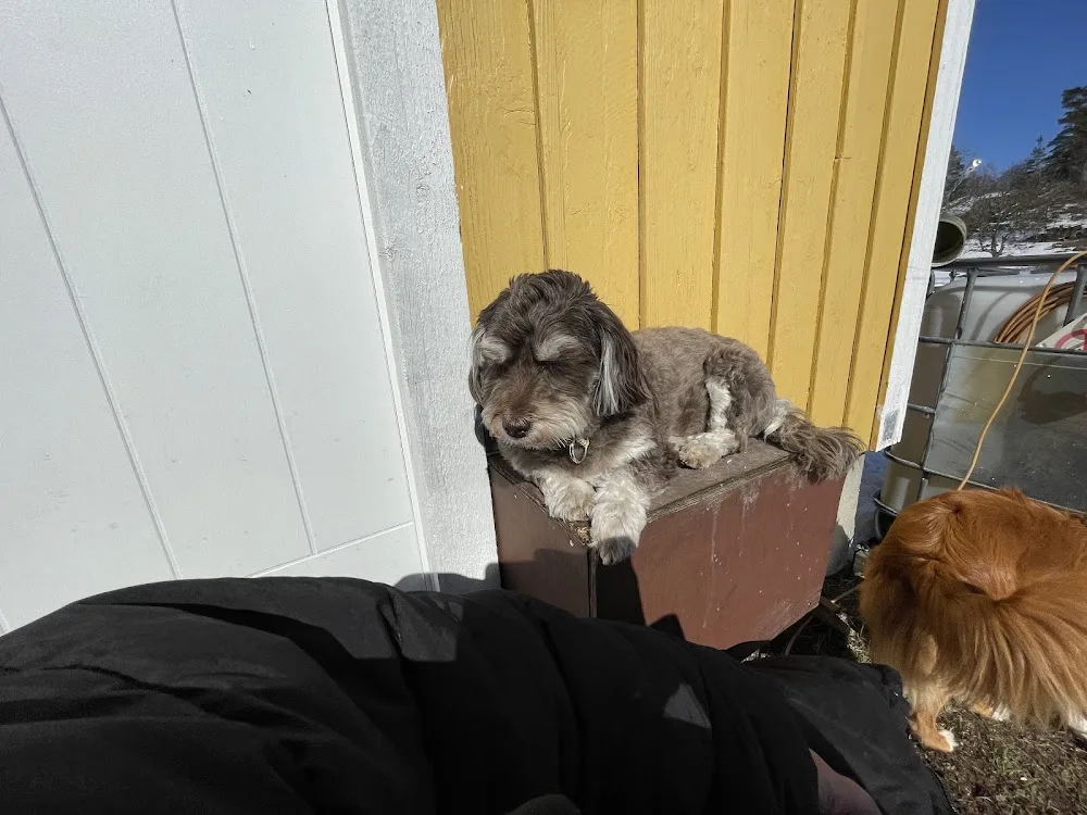 Becketorp Hunddagis & Pensionat - Södermanland pet otel görseli 3