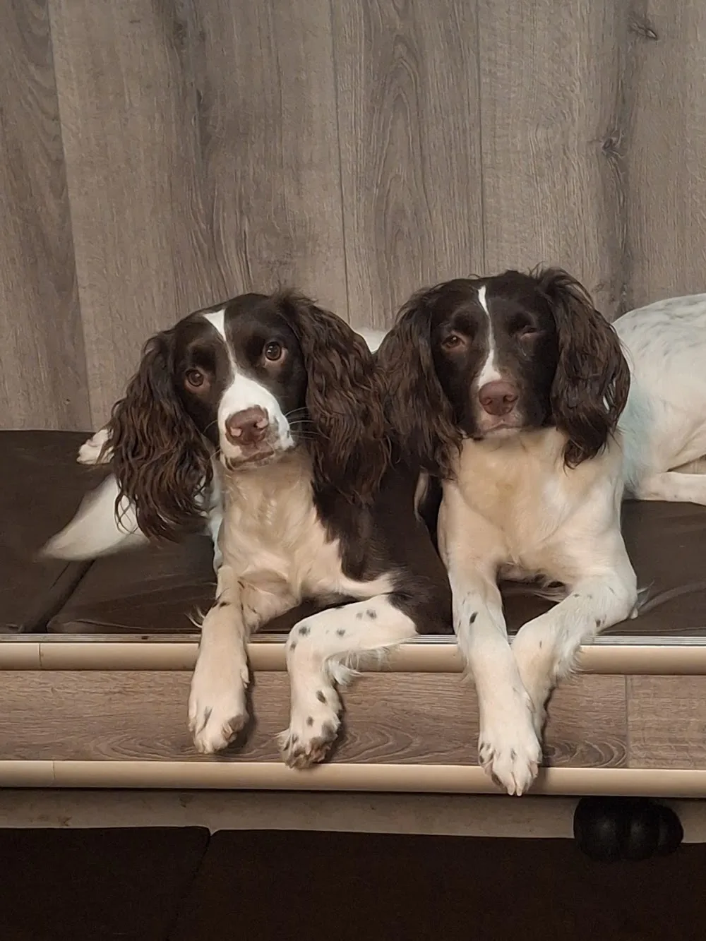 Jägarfamiljens Kennel - Södermanland pet otel