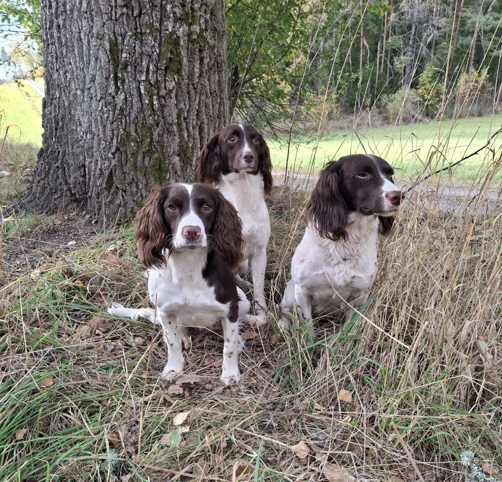 Jägarfamiljens Kennel - Södermanland pet otel görseli 3