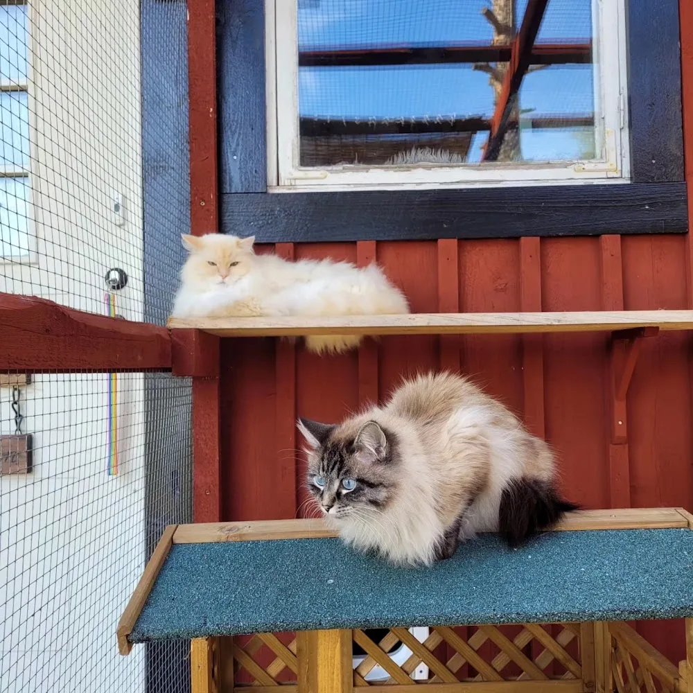 Kattpensionatet i Hedlandet - Södermanland pet otel görseli 3