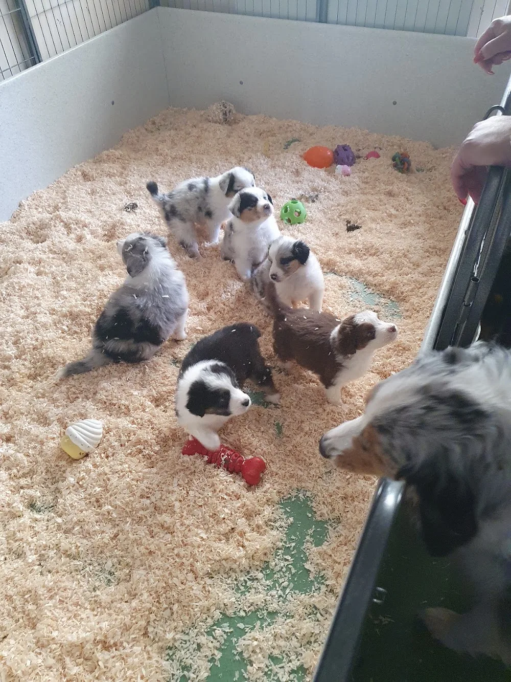Lillhamras Kennel - Södermanland pet otel