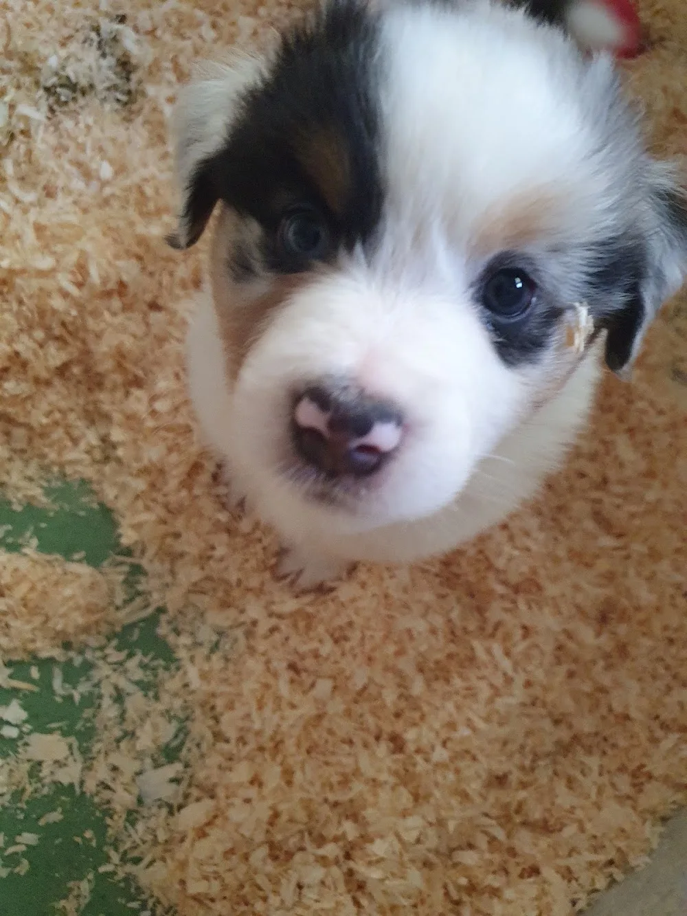 Lillhamras Kennel - Södermanland pet otel görseli 3