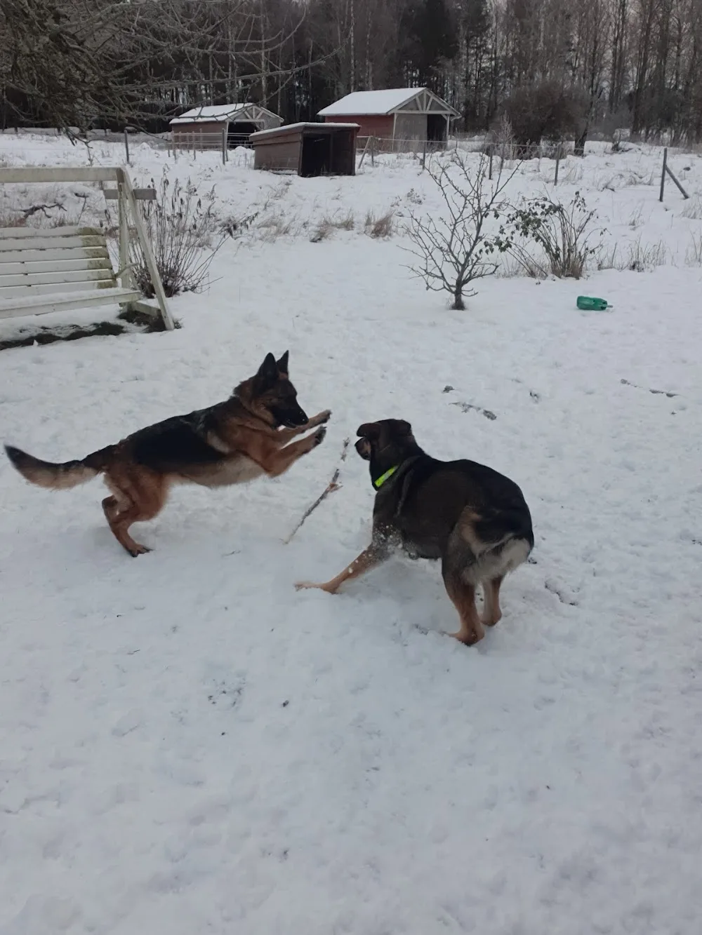 little Asphult - Södermanland pet otel görseli 3