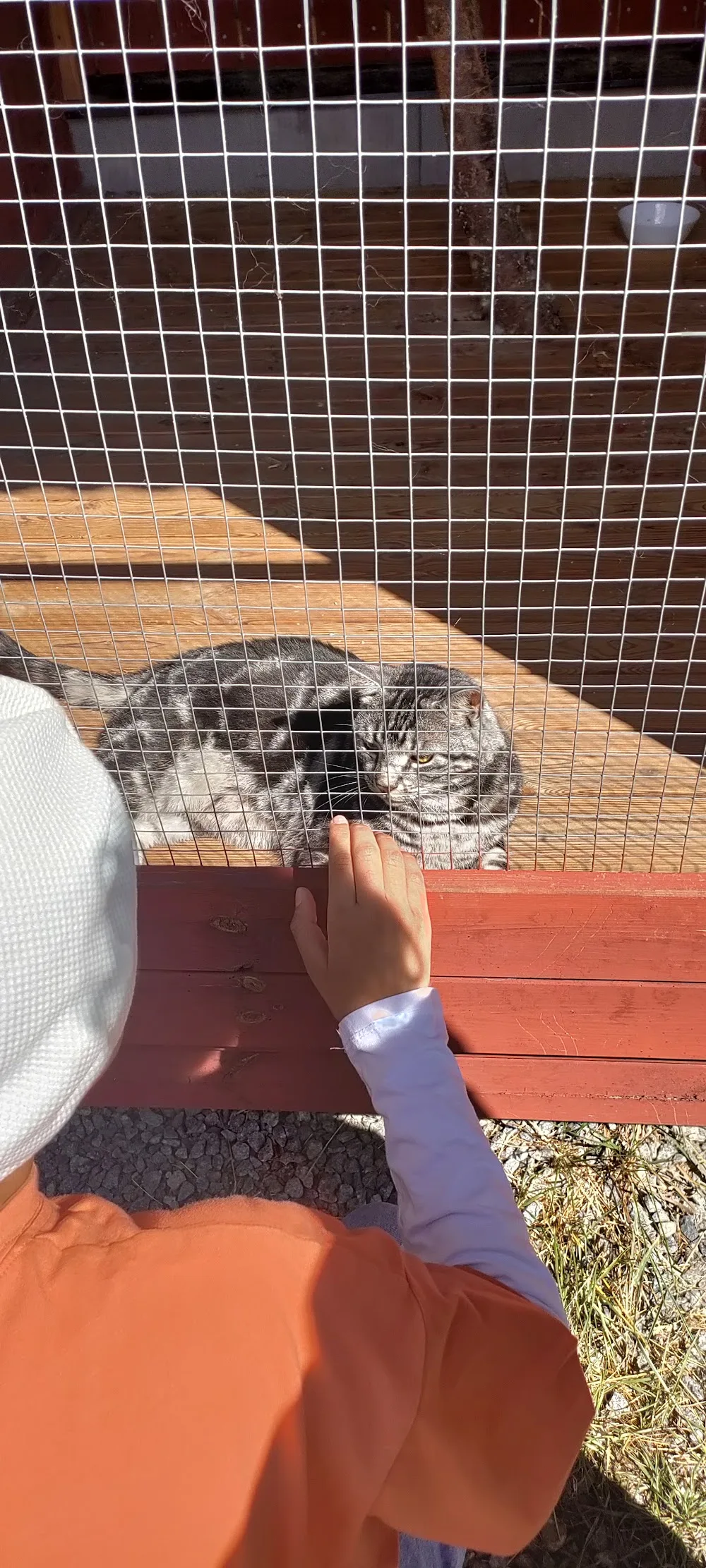Örstanäs Katthotell - Södermanland pet otel görseli 3