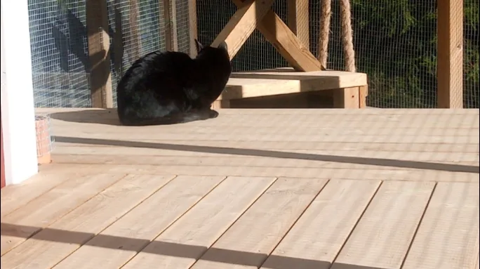 Sille kattpensionat - Södermanland pet otel