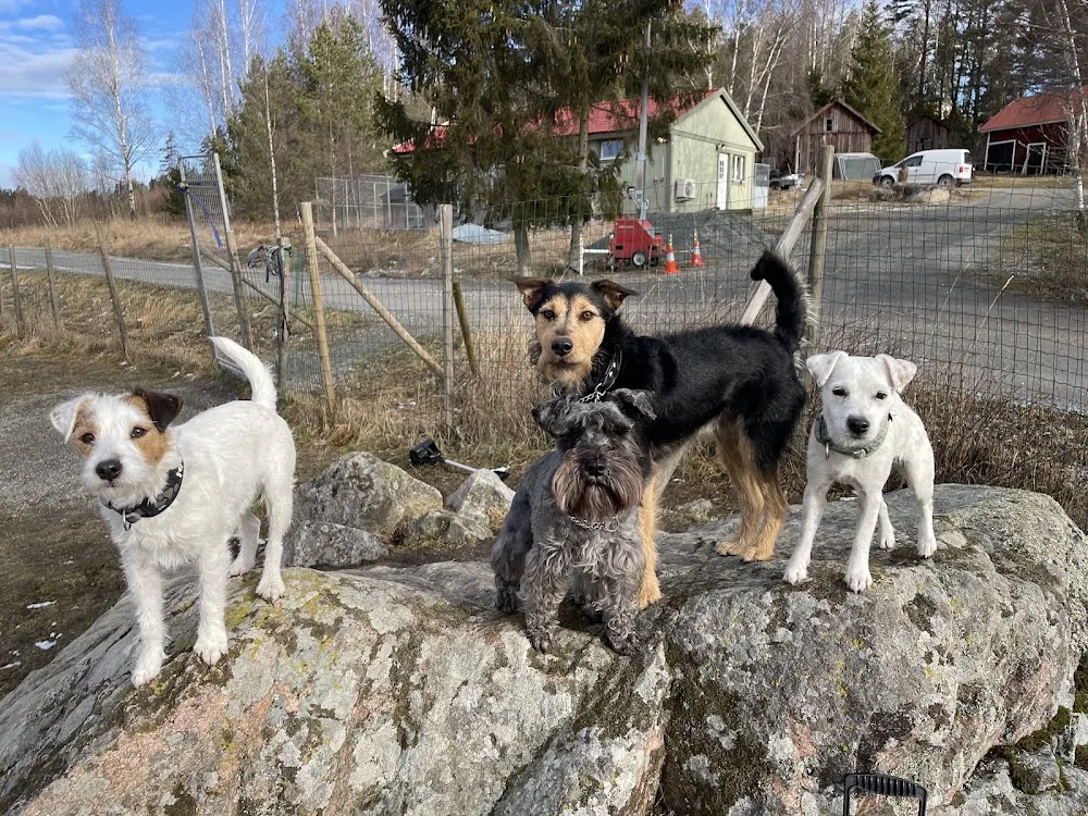 Skirengårdens Hundpensionat - Södermanland pet otel görseli 3