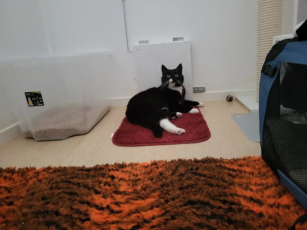 Stoltheten's Kattpensionat - Södermanland pet otel