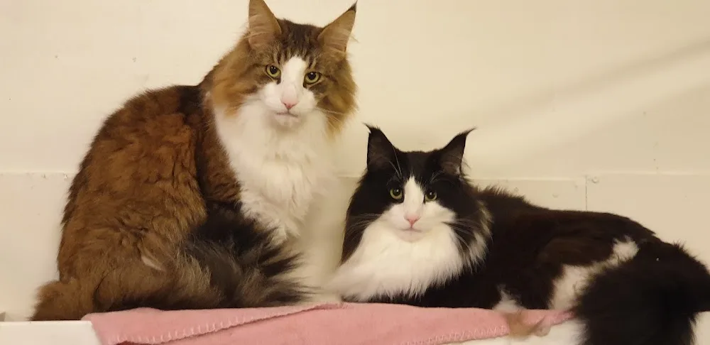 Bellbreeds Kattpensionat - Sollentuna pet otel
