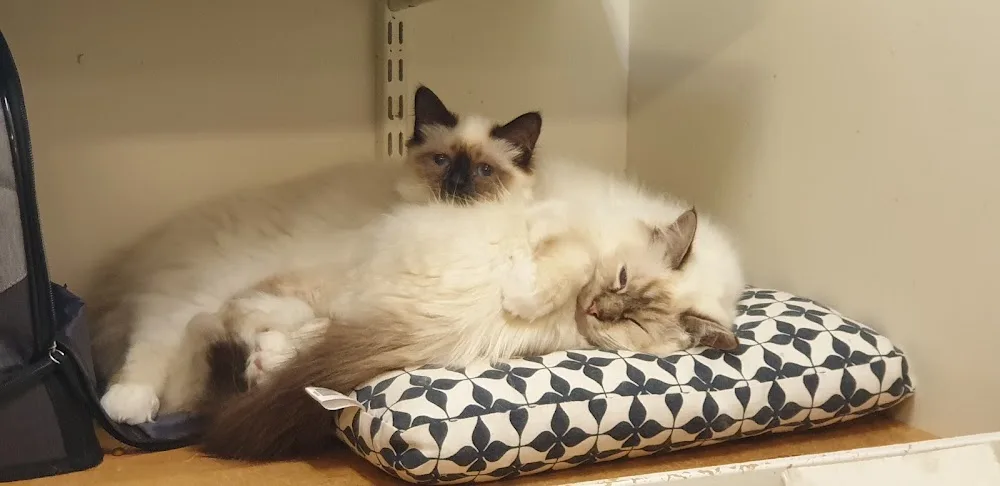 Bellbreeds Kattpensionat - Sollentuna pet otel görseli 3