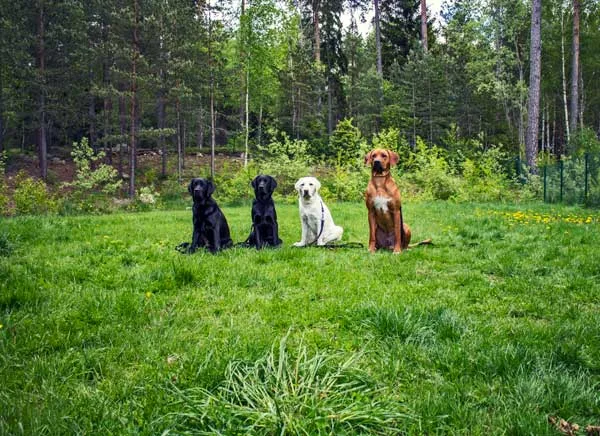 Changdobels - Taby Hundcenter - Sollentuna pet otel görseli 7