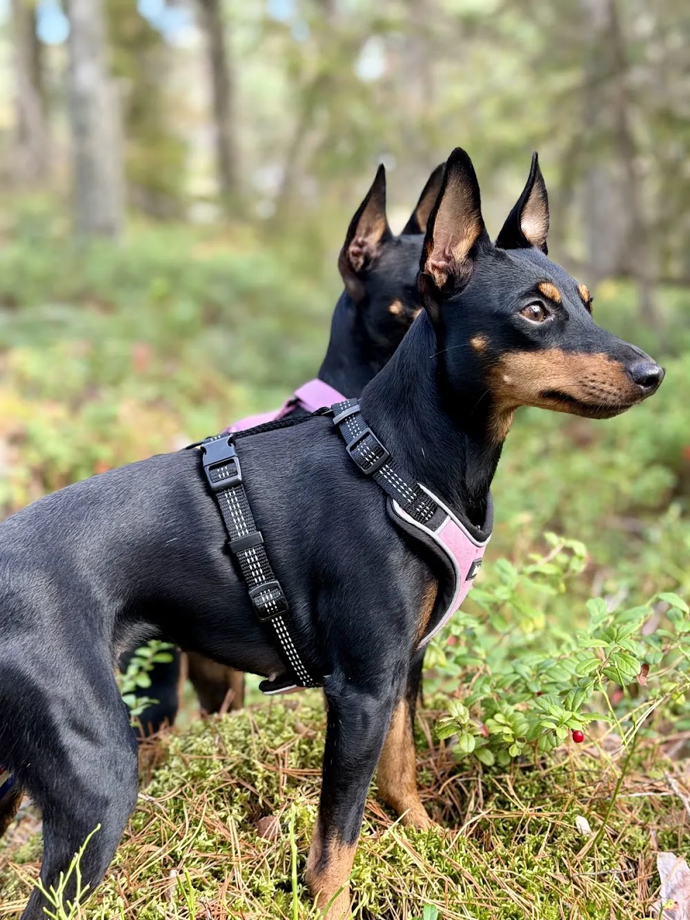 Kennel Winsome Flames - Sollentuna pet otel