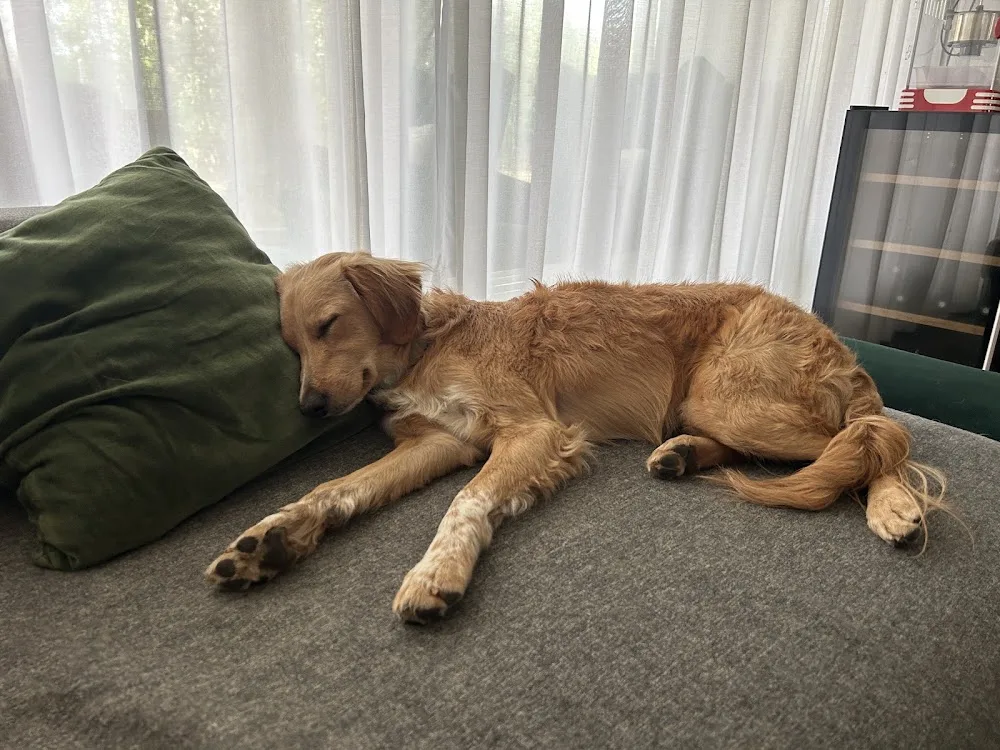 Good Dog Days - Tinas HuTa - Solothurn pet otel görseli 3