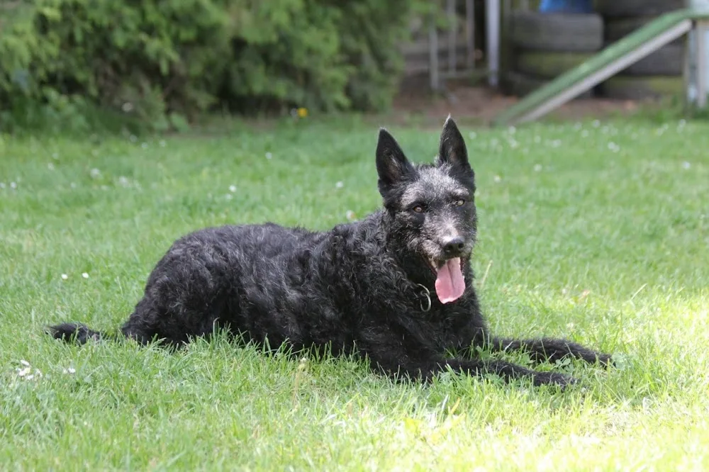 HundeHome - Solothurn pet otel