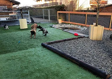 HundeHome - Solothurn pet otel görseli 3