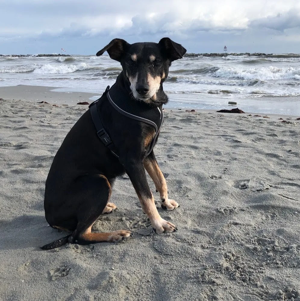 Hundeschule Barry und Hundepension - Solothurn pet otel görseli 4