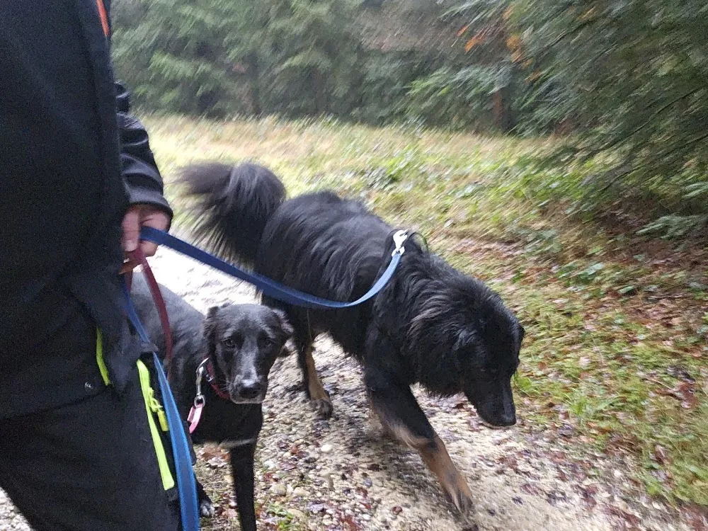 Smoky Tierbetreuung - Solothurn pet otel görseli 3