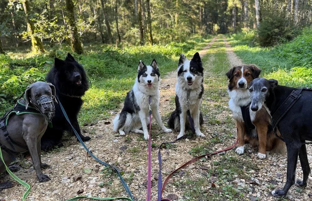 Wotans Tierbetreuung - Hundeschule | Hundepension | Hundespazierdienst - Solothurn pet otel