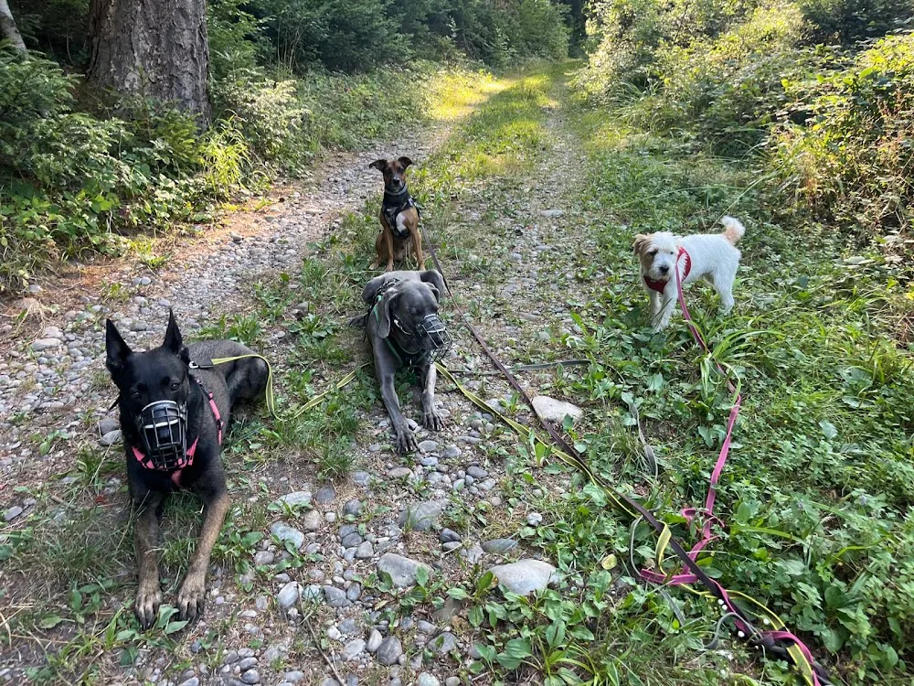 Wotans Tierbetreuung - Hundeschule | Hundepension | Hundespazierdienst - Solothurn pet otel görseli 3