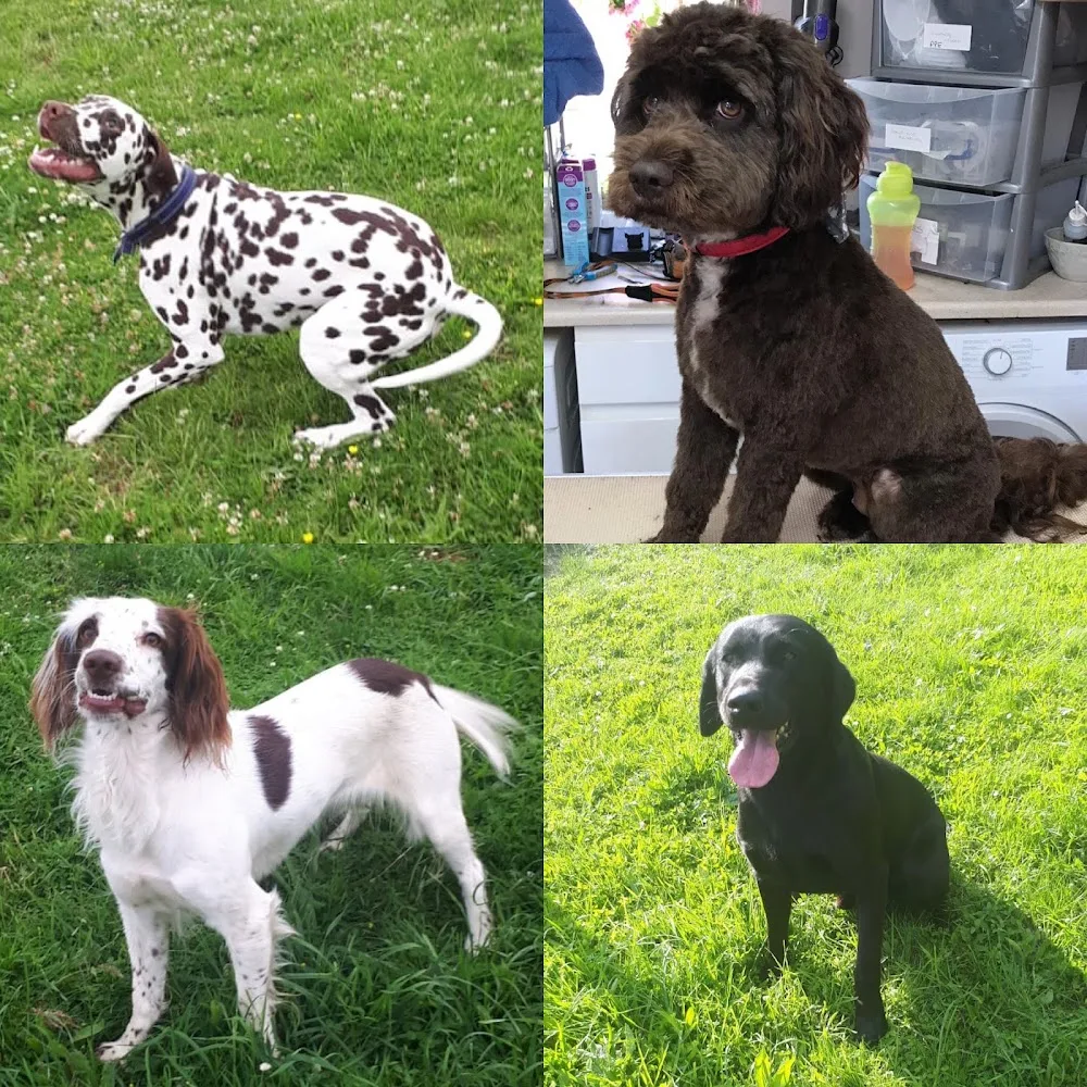 Ashgate (Dog/Cat Grooming & Boarding Kennels) - Somerset pet otel görseli 3