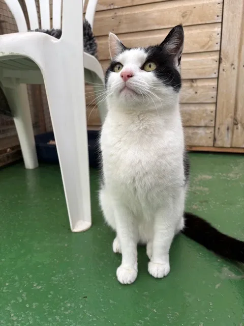 Buddle Oak Cattery - Somerset pet otel görseli 3