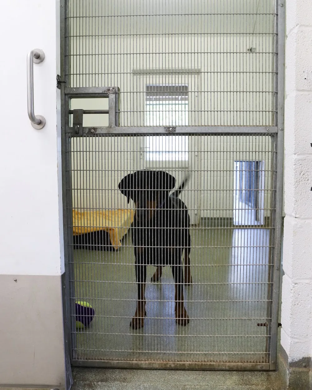Ferne Animal Sanctuary Pet Boarding - Somerset pet otel görseli 3